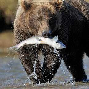 Level 1046